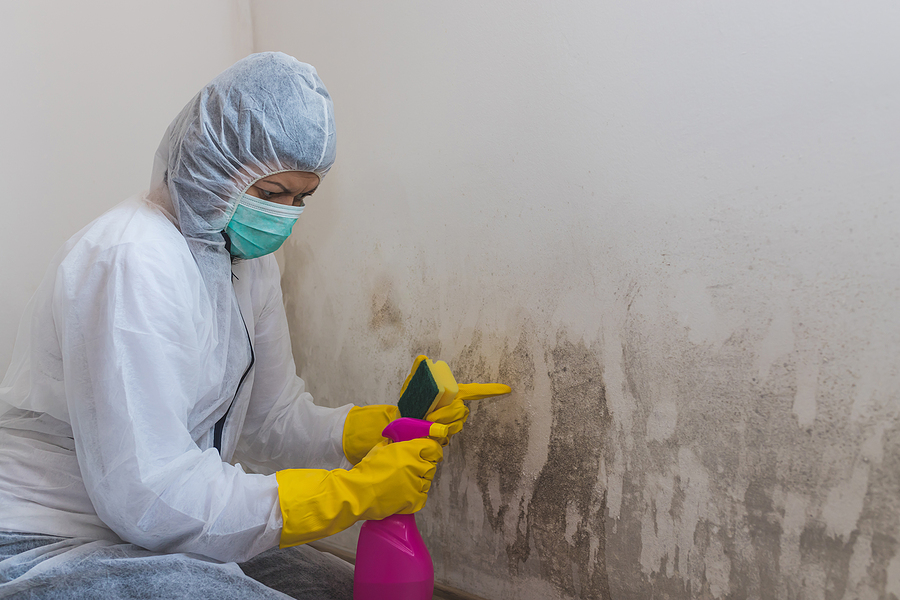 Black mold in the corner of room wall and spray bottle with mildew removal products. Preparation for mold removal.